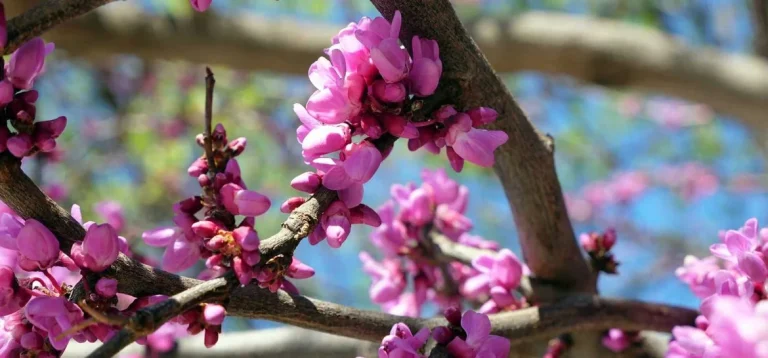 Floración Árbol del Amor